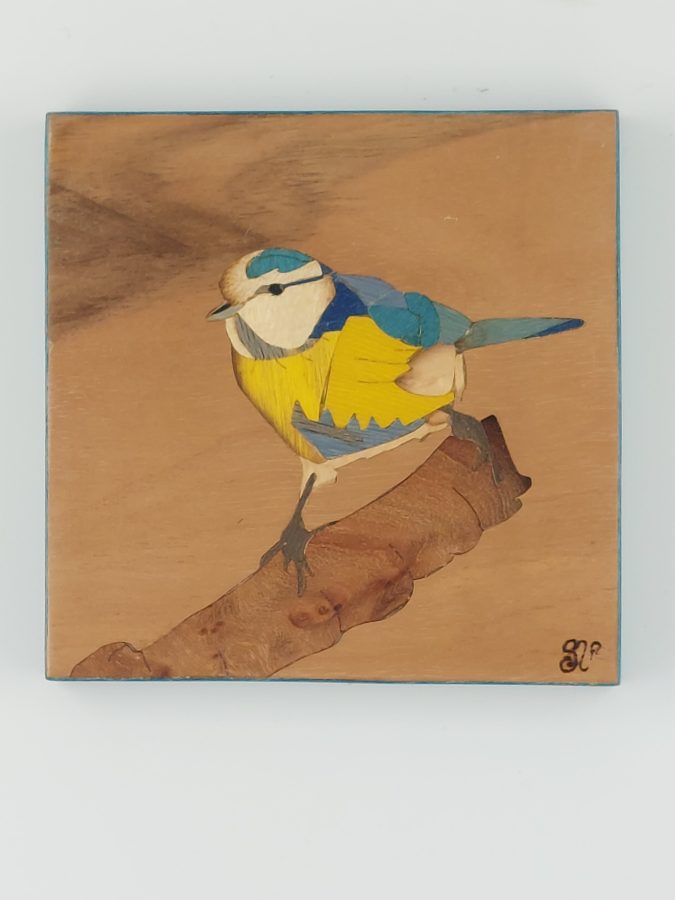 Mésange bleue