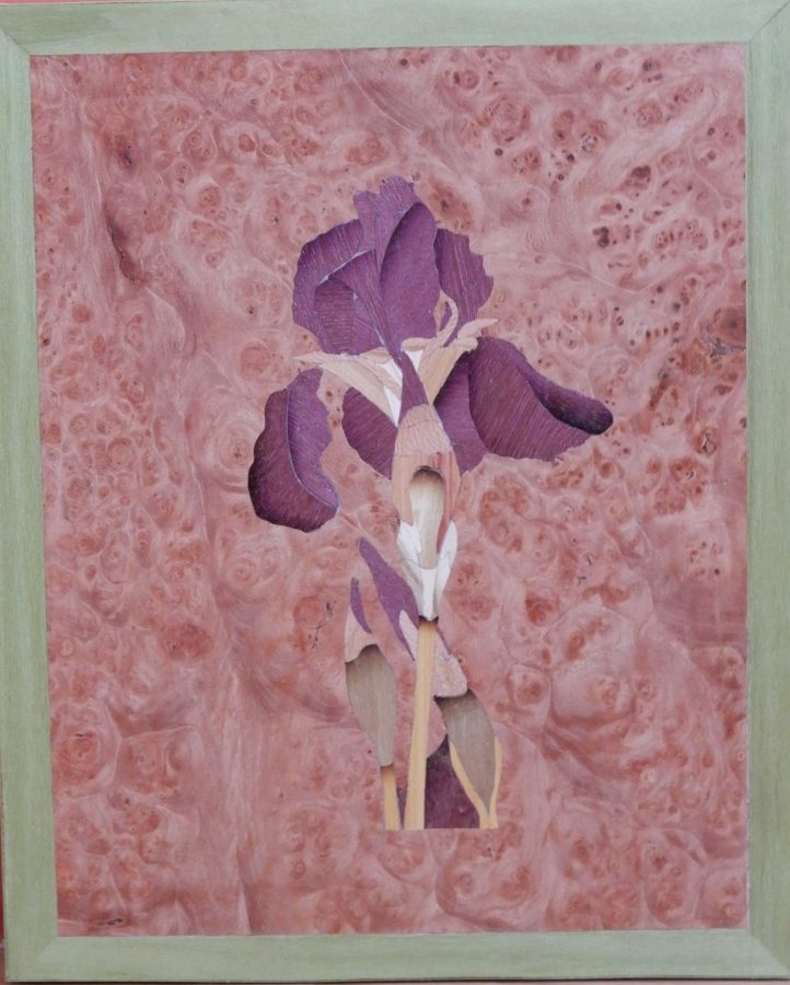 Iris en loupe d’orme